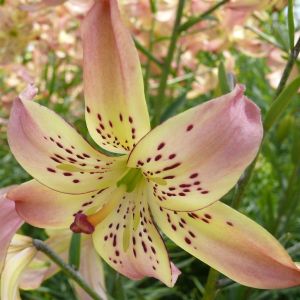 Lilium Tiger Corsage 12/14 x 3