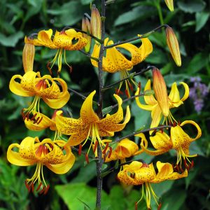 Lilium Tiger Leichtlinii 12/14 x 3