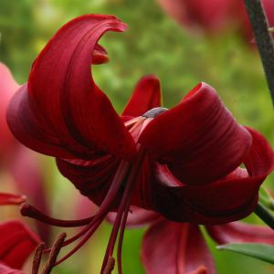 Lilium Tiger Red Velvet 12/14 x 3