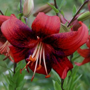 Lilium Tiger Strawberry Event 12/14 x 3