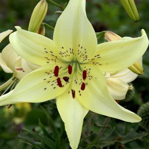 Lilium Tiger Sweet Surrender12/14 x 3