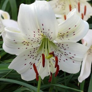 Lilium Tiger Whiter Twinkel 12/14 x 3