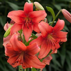 Lilium Pearl Loraine 12/14 x 3