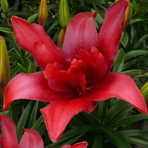 Lilium Double flowering Bald Eagle 12/14 x 3