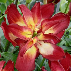 Lilium Double flowering Double Sensation x 3