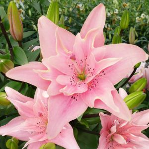 Lilium Double flowering Elodie 12/14 x 3