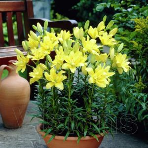 Lilium Double flowering Fata Morgana 12/ x 3