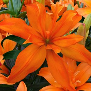 Lilium Double flowering Scoubidou 12/14 x 3