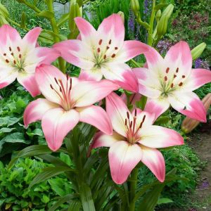 Lilium asiatic Levi 12/14 cm x 3