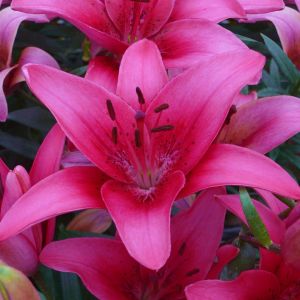 Lilium asiatic Pink County 12/14 cm x 3