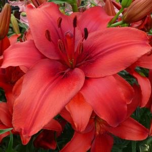 Lilium asiatic Red Highland 12/14 cm x 3