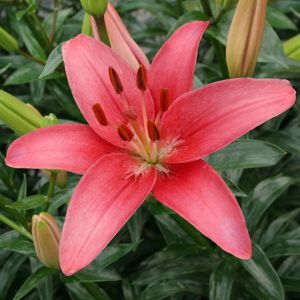 Lilium asiatic Sylt 12/14 cm x 3