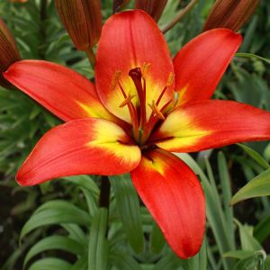 Lilium asiatic Forever Linda 12/14 cm x 3