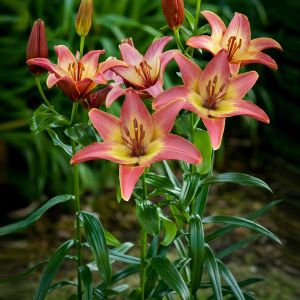 Lilium asiatic Forever Summer 12/14 cm x 3