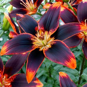 Lilium asiatic Forever Susan 12/14 cm x 3