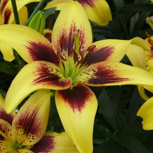 Lilium asiatic Pieton 12/14 cm x 3