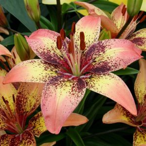 Lilium asiatic Tribal Dance 12/14 cm x 3