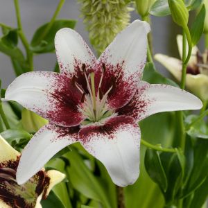 Lilium asiatic Tribal Kiss 12/14 cm x 3