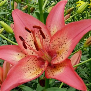 Lilium asiatic Trogon 12/14 cm x 3