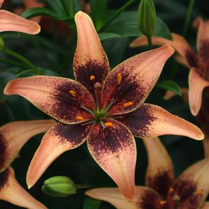 Lilium asiatic Whistler 12/14 cm x 3