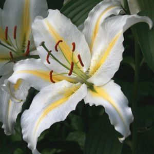 Lilium Orientale Baferrari 12/14 x 3