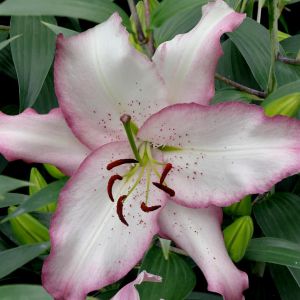 Lilium Orientale Brasilia 12/14 x 3