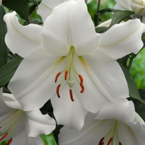 Lilium Orientale Casa Blanca 12/14 x 3