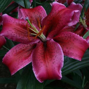Lilium Orientale Corvara 12/14 x 3
