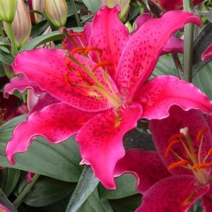 Lilium Orientale Gomera 12/14 x 3