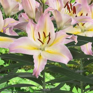 Lilium Orientale Hocus Pocus 12/14 x 3
