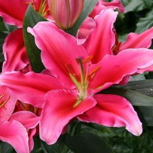 Lilium Orientale Lake Carey 12/14 x 3