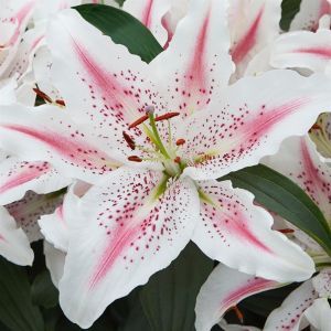 Lilium Orientale Lovely Day 12/14 x 3