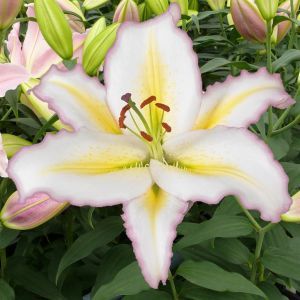 Lilium Orientale Primrose Hill 12/14 x 3