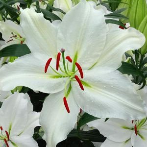 Lilium Orientale Puresse 12/14 x 3