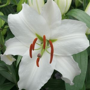 Lilium Orientale Siberia  12/14 x 3