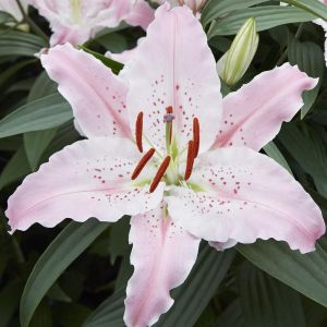 Lilium Orientale Virtuso  12/14 x 3