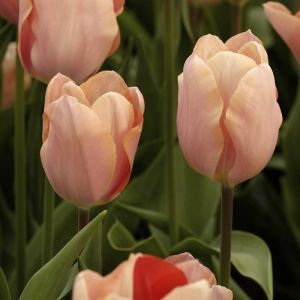 Tulips Darwin Hybrid apricot imression