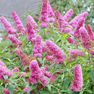Vlinderstruik (Buddleja davidii) Roze