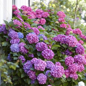 hortensia marcrophylla bouquet rose a07690