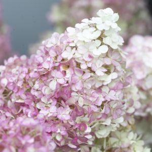 Hydrangea paniculata Vanille - Fraise