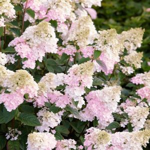 Hydrangea paniculata Sundae frase 9 cm p