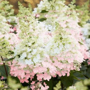 Hydrangea paniculata Candlelight 12 cm p
