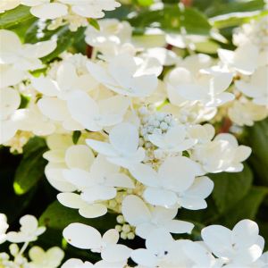 Hydrangea paniculata Polestar 14 cm pot