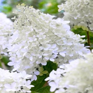 Hydrangea paniculate polar bear