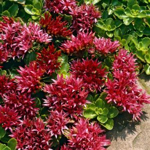 Sedum spurium Schorbuser Blut(deep rose)