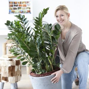 Zamioculcas Zamiifolia 21 Cm