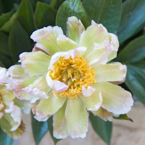 Paeonia Green Lotus