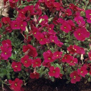 Aubrieta 'Cascade Red' 9cm pot