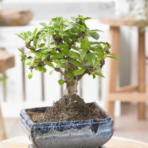 Bonsai Carmona Broom