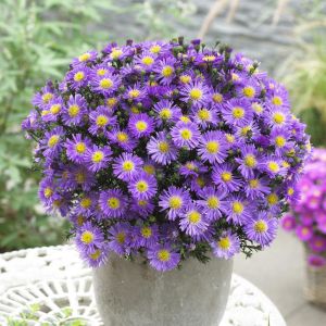 Aster dumosusLady in blue 9 cm pot
